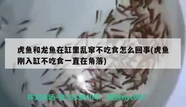 虎魚(yú)和龍魚(yú)在缸里亂竄不吃食怎么回事(虎魚(yú)剛?cè)敫撞怀允骋恢痹诮锹?