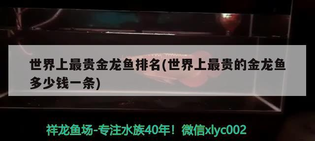 世界上最貴金龍魚排名(世界上最貴的金龍魚多少錢一條)