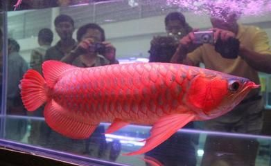 紅龍魚長得慢怎么回事：紅龍魚生長緩慢可能由于多種因素引起紅龍魚生長緩慢