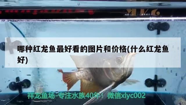 成年紅龍魚賣出什么價格好：成年紅龍魚價格受多種因素影響