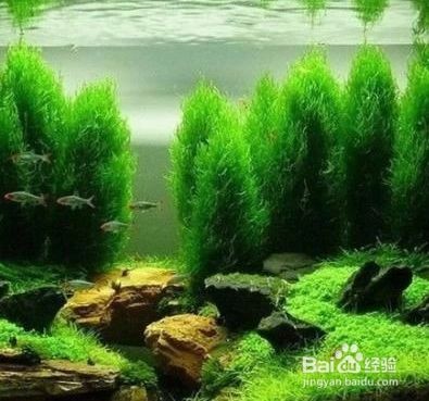彩石要怎么處理再放魚(yú)缸：如何處理魚(yú)缸彩石 彩石要怎么處理再放魚(yú)缸：如何處理魚(yú)缸彩石 魚(yú)缸百科 第1張