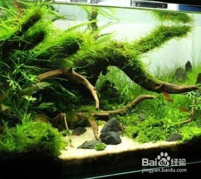 彩石要怎么處理再放魚(yú)缸：如何處理魚(yú)缸彩石 彩石要怎么處理再放魚(yú)缸：如何處理魚(yú)缸彩石 魚(yú)缸百科 第3張
