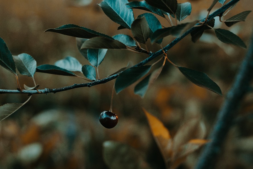 博特魚缸好還是彩蝶好呢圖片，博特魚缸好還是彩蝶好呢圖片
