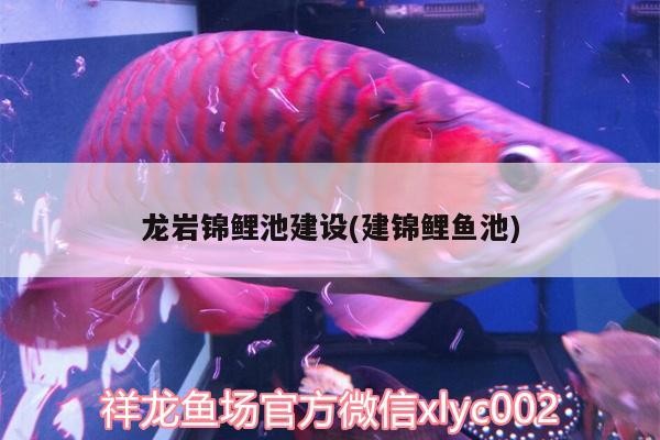 龍巖錦鯉池建設(建錦鯉魚池)