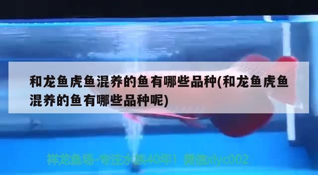 和龍魚虎魚混養的魚有哪些品種(和龍魚虎魚混養的魚有哪些品種呢) 和龍魚虎魚混養的魚有哪些品種(和龍魚虎魚混養的魚有哪些品種呢) 虎魚百科