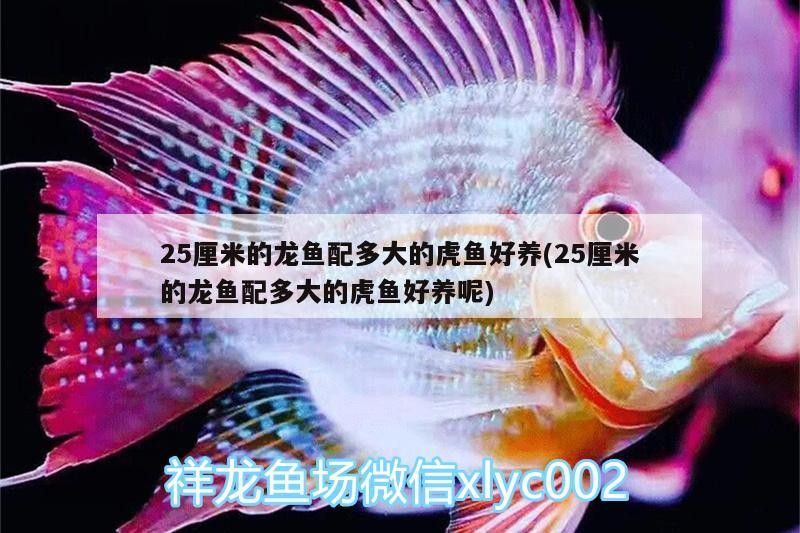 25厘米的龍魚配多大的虎魚好養(25厘米的龍魚配多大的虎魚好養呢)