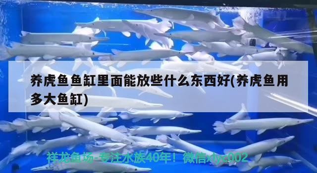 養虎魚魚缸里面能放些什么東西好(養虎魚用多大魚缸)