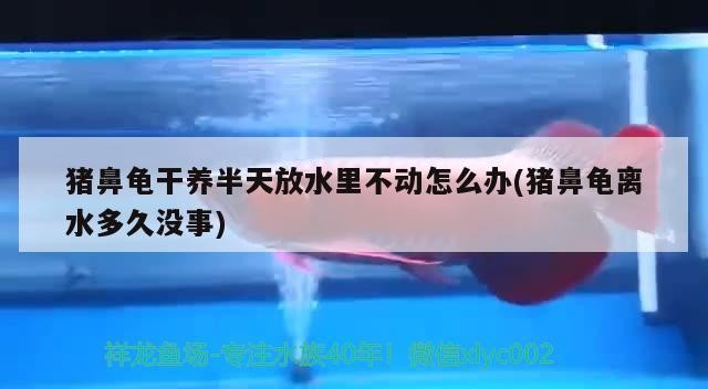 豬鼻龜干養(yǎng)半天放水里不動(dòng)怎么辦(豬鼻龜離水多久沒事)