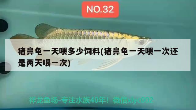 魚缸用增氧泵價格是多少:魚缸增氧機-xtrac增氧機-xtrac增氧機 豬鼻龜一天喂多少飼料(豬鼻龜一天喂一次還是兩天喂一次) 豬鼻龜百科 豬鼻龜一天喂多少飼料(豬鼻龜一天喂一次還是兩天喂一次) 豬鼻龜一天喂多少飼料(豬鼻龜一天喂一次還是兩天喂一次) 豬鼻龜百科