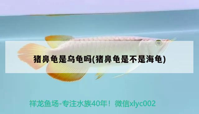 豬鼻龜是烏龜嗎(豬鼻龜是不是海龜)