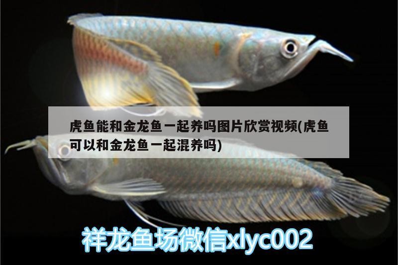虎魚能和金龍魚一起養嗎圖片欣賞視頻(虎魚可以和金龍魚一起混養嗎)