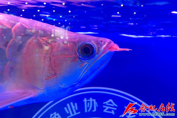 合肥紅龍魚價格2688貴嗎？