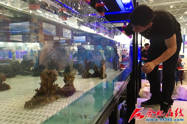 合肥紅龍魚價格2688貴嗎？