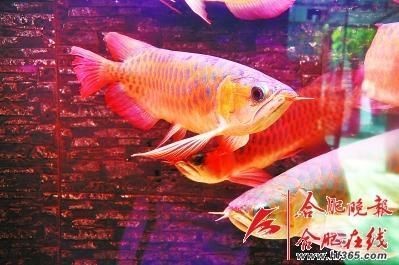合肥紅龍魚價格2688貴嗎？