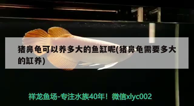 豬鼻龜可以養多大的魚缸呢(豬鼻龜需要多大的缸養) 豬鼻龜可以養多大的魚缸呢(豬鼻龜需要多大的缸養) 豬鼻龜百科
