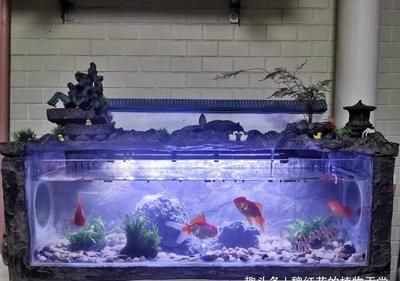 才換的水魚缸水發黃怎么了：如何預防魚缸水發黃