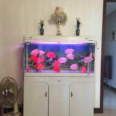白色家具配黑色魚缸：白色家具與黑色魚缸的搭配