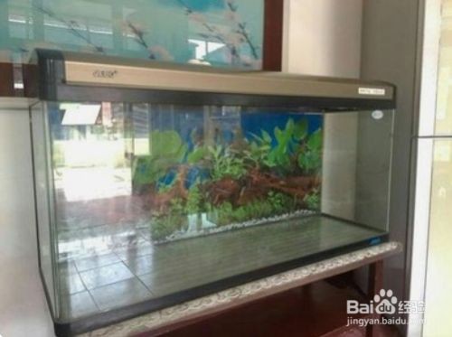 不用了的魚缸怎么處理干凈視頻：不用了的魚缸如何處理干凈？
