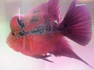 魚缸有裂痕怎么修復視頻教程（魚缸有裂痕怎么修復視頻教程大全）