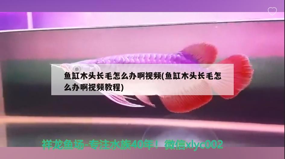 魚缸木頭長毛怎么辦啊視頻(魚缸木頭長毛怎么辦啊視頻教程)