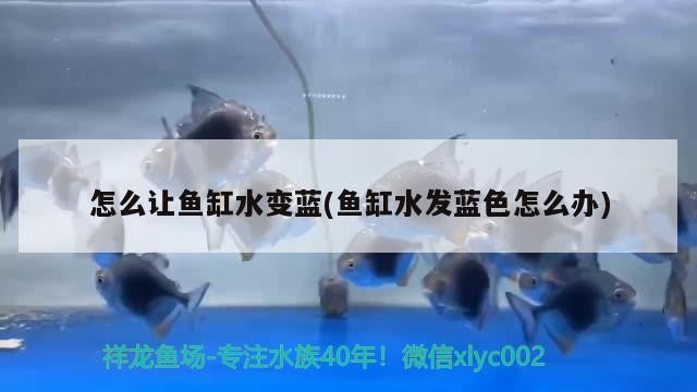 怎么讓魚缸水變藍(魚缸水發藍色怎么辦)