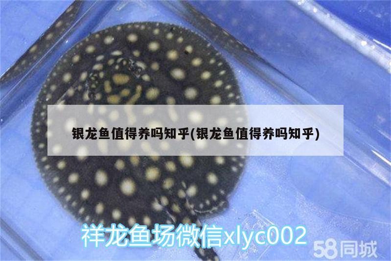 銀龍魚值得養嗎知乎(銀龍魚值得養嗎知乎)