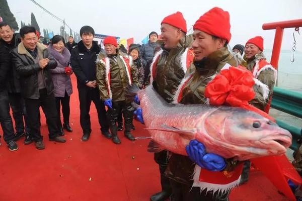 阜陽紅龍魚價格2688貴嗎？