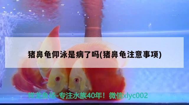 豬鼻龜仰泳是病了嗎(豬鼻龜注意事項)