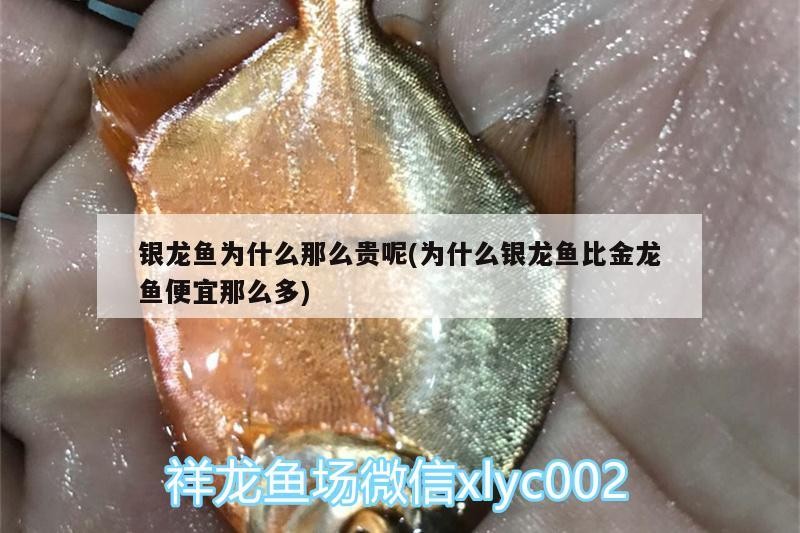 銀龍魚為什么那么貴呢(為什么銀龍魚比金龍魚便宜那么多)