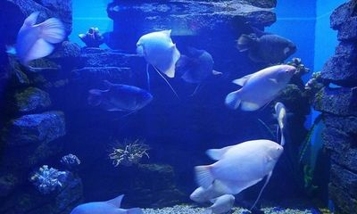 大豐哪里有賣魚缸呢：大豐地區魚缸的銷售