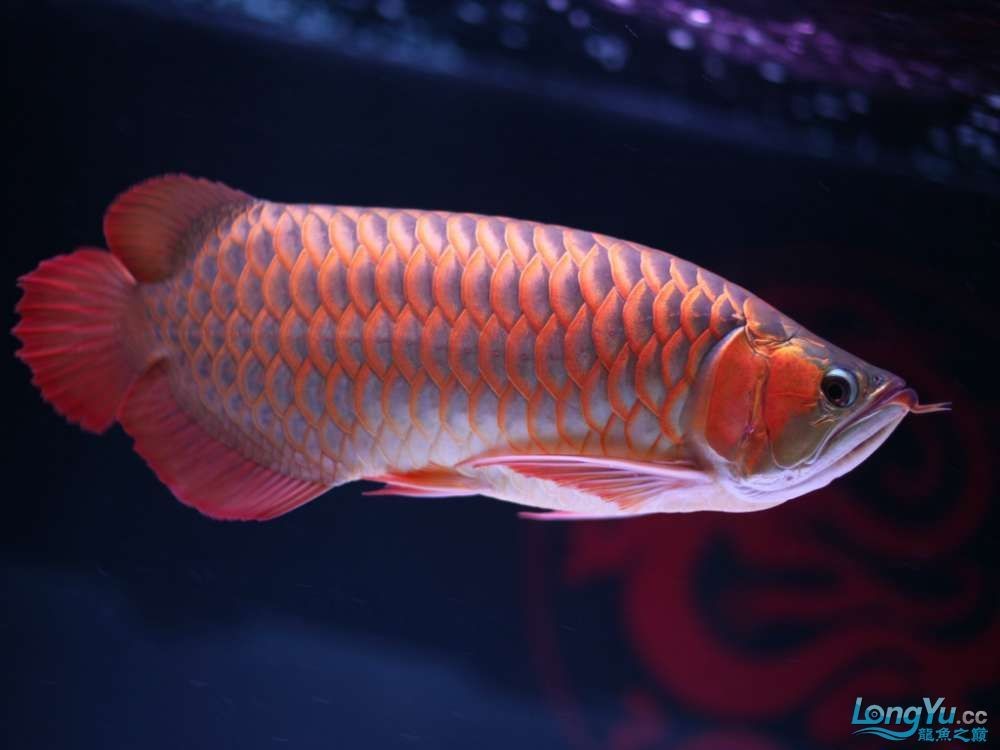紅龍魚兜嘴有必要處理嗎：紅龍魚兜嘴是一個(gè)需要處理的問(wèn)題