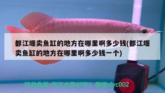都江堰賣魚缸的地方在哪里啊多少錢(都江堰賣魚缸的地方在哪里啊多少錢一個)