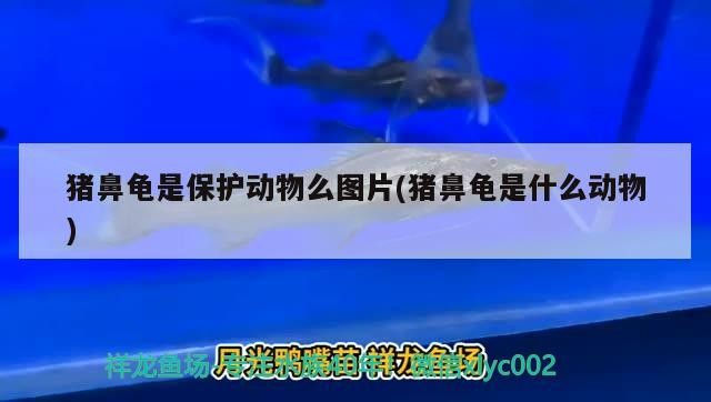 豬鼻龜是保護動物么圖片(豬鼻龜是什么動物)