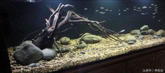180魚缸造景：180魚缸造景的詳細步驟