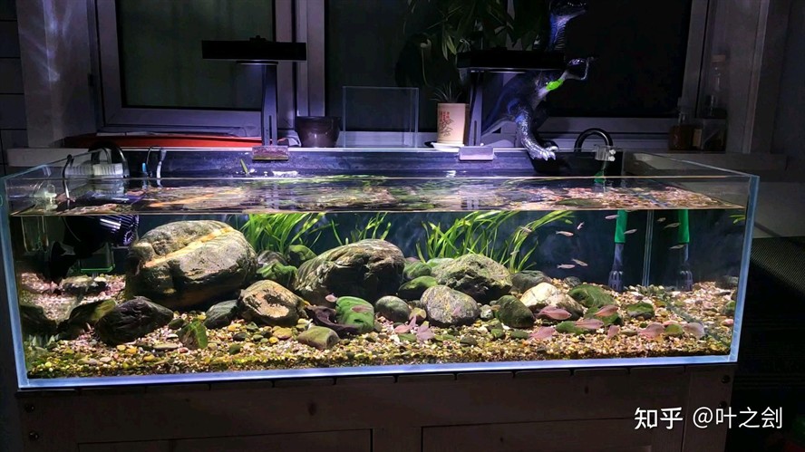 180魚缸造景：180魚缸造景的詳細步驟