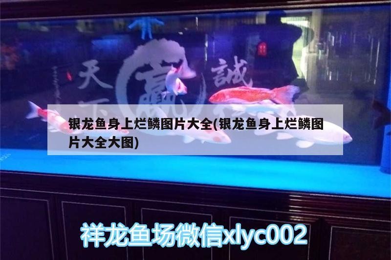 銀龍魚身上爛鱗圖片大全(銀龍魚身上爛鱗圖片大全大圖)