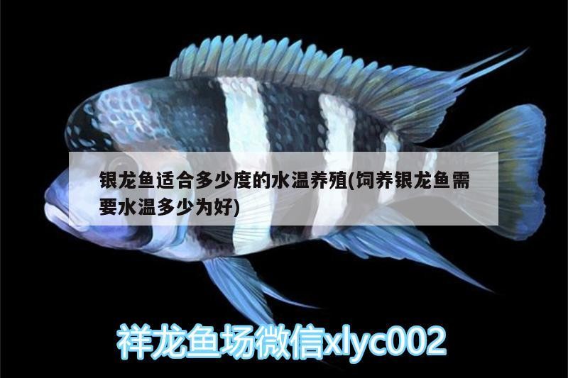 銀龍魚適合多少度的水溫養殖(飼養銀龍魚需要水溫多少為好)