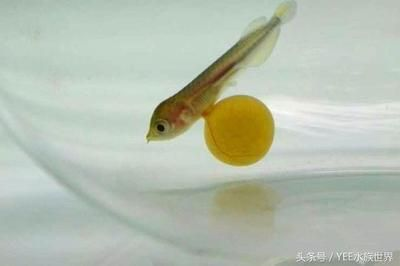 大桶水做魚缸好不好：大桶水養魚的優點和缺點和缺點礦泉水養魚的優缺點