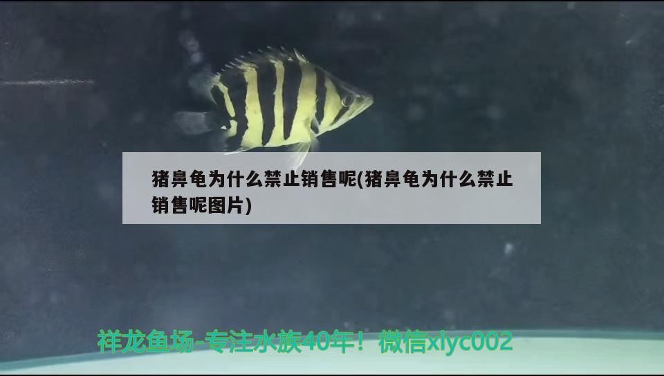 豬鼻龜為什么禁止銷售呢(豬鼻龜為什么禁止銷售呢圖片)