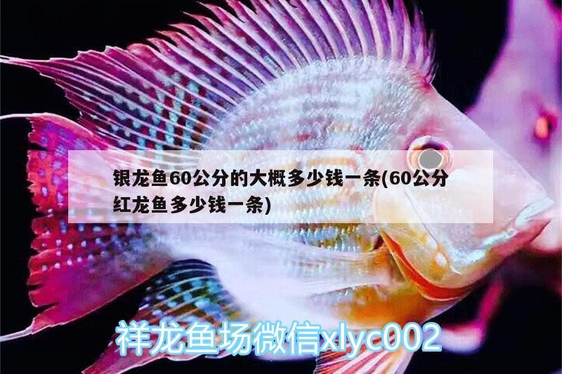 銀龍魚60公分的大概多少錢一條(60公分紅龍魚多少錢一條)