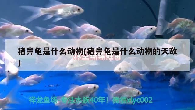 豬鼻龜是什么動物(豬鼻龜是什么動物的天敵)