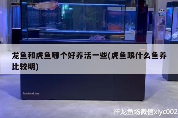 龍魚和虎魚哪個好養活一些(虎魚跟什么魚養比較明)