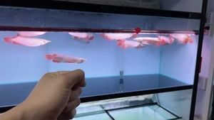大連紅龍魚價格2688貴嗎？