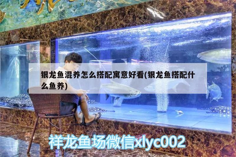 銀龍魚混養怎么搭配寓意好看(銀龍魚搭配什么魚養)