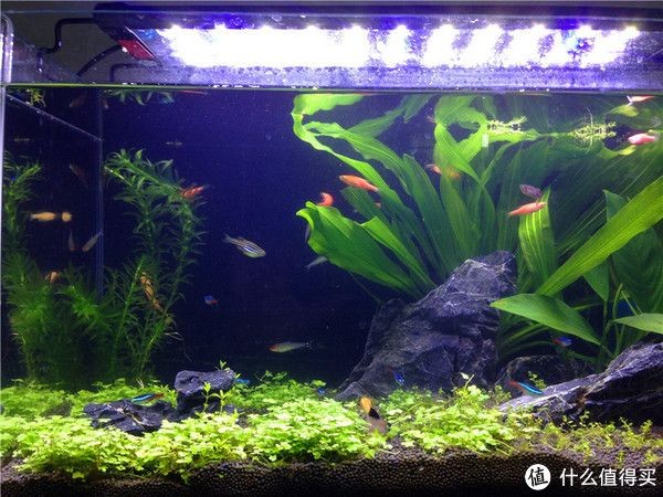 大氣的魚缸造景：魚缸造景的發(fā)展歷程