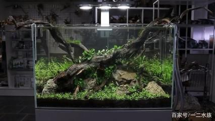 大氣的魚缸造景：魚缸造景的發(fā)展歷程
