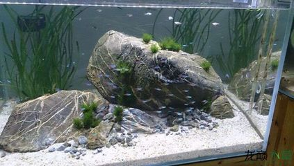 大氣的魚缸造景：魚缸造景的發(fā)展歷程