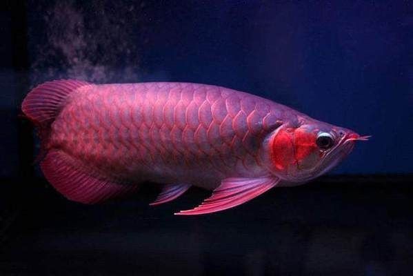 紅龍魚品種排行榜前十名有哪些：紅龍魚品種排行榜