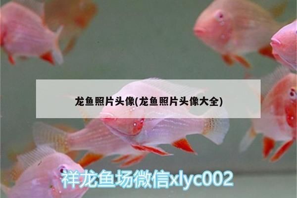福魟魟魚細(xì)菌性感染預(yù)防措施，福[需手動填充][需手動填充]魚常見寄生蟲種類及防治