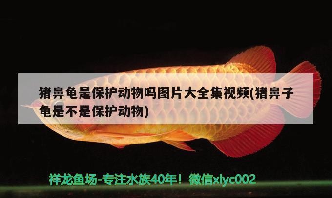豬鼻龜是保護動物嗎圖片大全集視頻(豬鼻子龜是不是保護動物)